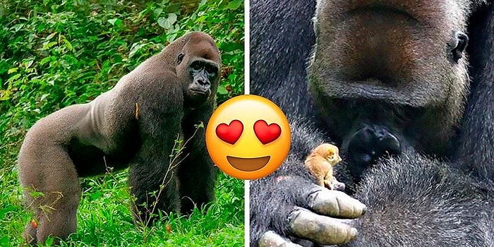 Нежность: гигантская горилла Бобо завязала дружбу со зверьком, который по размеру меньше его собственного пальца