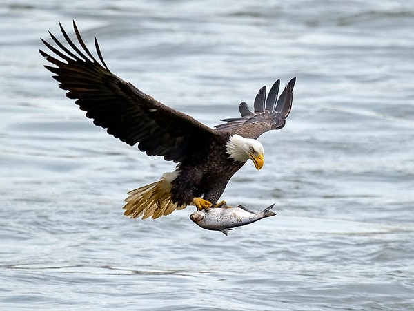 5. Ваша диета: