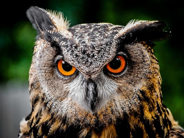 Ваш тотем - сова!