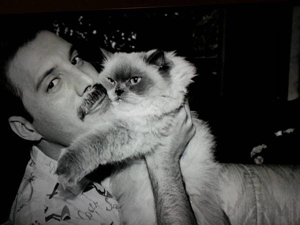8. Kedilerini çok seven Freddie Mercury, 1985'te çıkardığı "Mr. Bad Guy" albümünü kedilerine ve tüm kediseverlere ithaf etmiştir.
