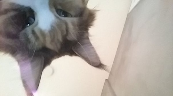 7. "Мой смартфон делает снимок того, кто пытается ввести неправильный код. Вот такая фоточка появилась на утро"