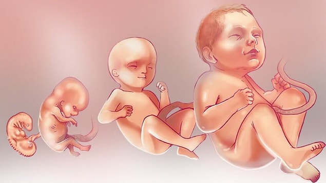 14. Hamileler için besleyici.