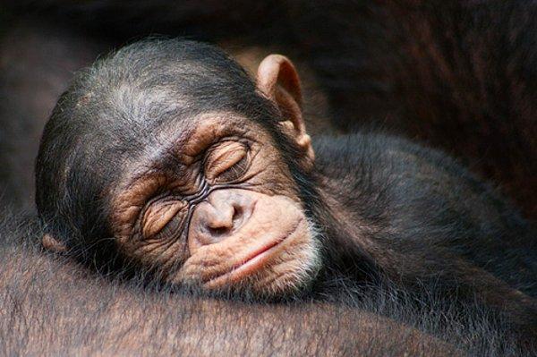 6. İnsanlar, 10 saat uyuyan şempanze, sincap maymunu ve babun gibi diğer primatlardan ortalama 3 saat daha az uyur.