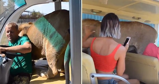 Safari Yapan Turistlerin Aracına Girerek İnsanlara Sarılan Aslan