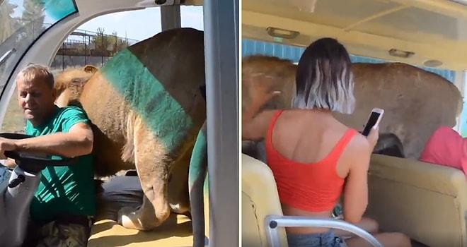 Safari Yapan Turistlerin Aracına Girerek İnsanlara Sarılan Aslan