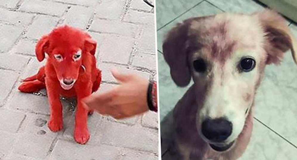 Покрашенную в красный собаку спасли активисты, отобрав ее у хозяина, которому нравился цвет животного