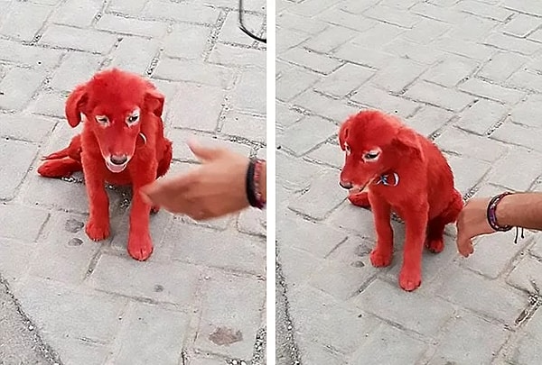 1. Хозяин собаки, проживающий в лагере для беженцев, приобрел ее за $175 потому, что ему понравился цвет животного.