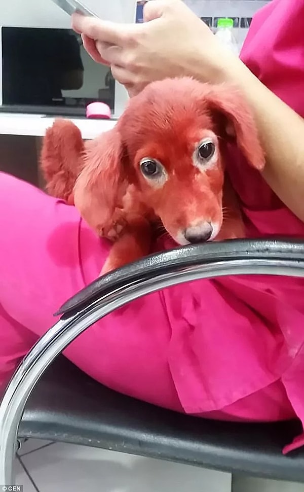 4. Уже там ветеринары обследовали бедное животное и выяснили, что Скарлетт, к счастью, не пострадала.