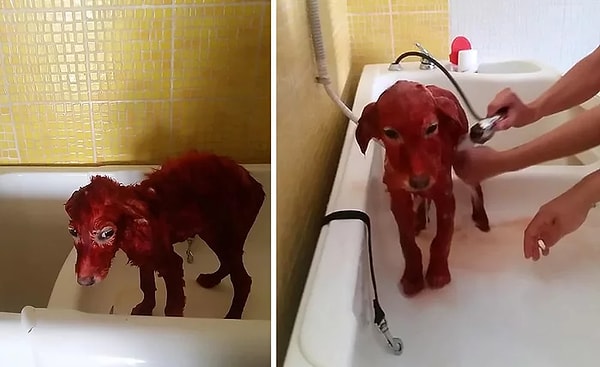 5. Собаку отмыли и нашли ей новый дом.