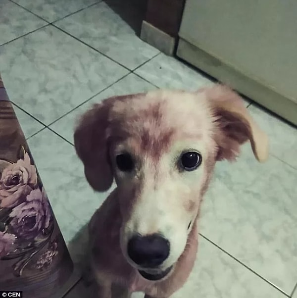 7. Ее новый хозяин шлет приюту фотографии своей счастливой питомицы.