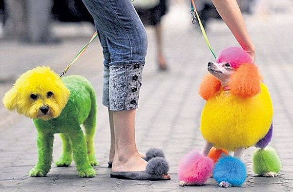 Напоминаем, что краски, которая не навредит животным с вероятностью в 100%, просто не существует. Не нужно мучить питомцев, любите их такими, какие они есть.