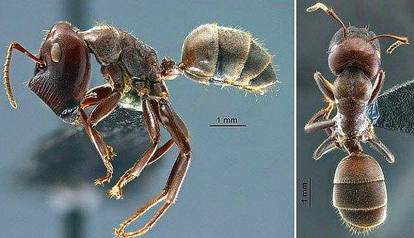 9. Colobopsis patlayıcı karıncaları, toksik sıvılarla doludur. İstenmeyen bir durumla karşılaştığı zaman, kendini patlatarak düşmanına sarı bir zehir fışkırtır.