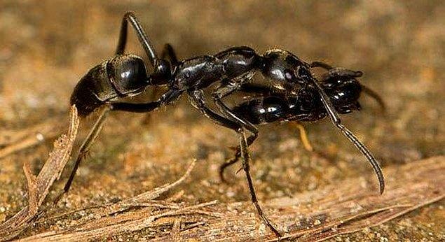 17. Matabele karıncaları, avlanmak için gittikleri termit yuvalarında çıkan savaşta yaralanan arkadaşlarını sırtlarında taşırlar.