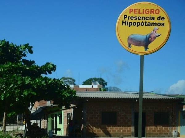 6. Он держал бегемотов, жирафов и слонов в качестве домашних питомцев