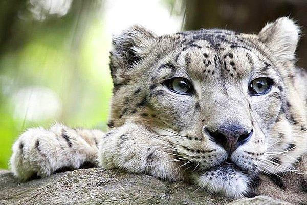 21. Kar leoparı ve gergedan popülasyonları giderek arttığı için artık soyu tükenmekte olan canlılar listesinde değiller.