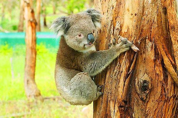 25. Koalalar bölgelerini göğüslerinde yer alan koku bezeleri sayesinde işaretlerler bu yüzden de ağaçlara sıkıca sarılırlar.