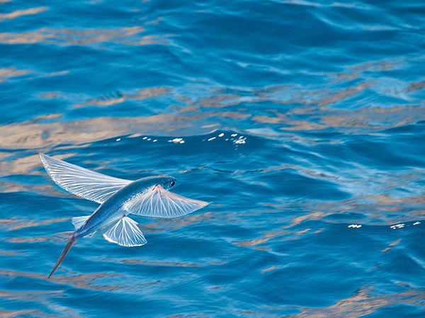 8. Бывают ли рыбы, которые охотятся на птиц?