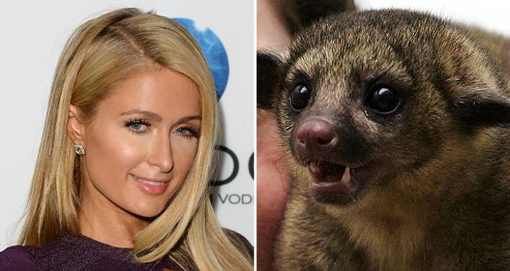 В обход законов: нелегальные питомцы звезд