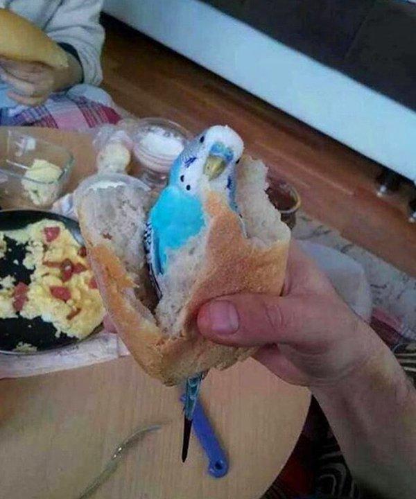 21. Ekmek arası cici kuş. :)