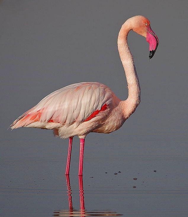 37. Flamingolar aslında pembe değildir.