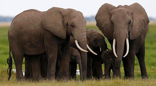 45. Filler, gruplarında herhangi bir yönden sakatlanmış üyeleriyle empati kurup beslenmelerine yardımcı oluyor ve onları beklemeyi kendilerine görev ediniyor.