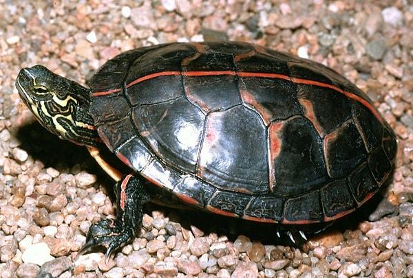 5. Bazı kaplumbağalar popolarından nefes alabilirler.