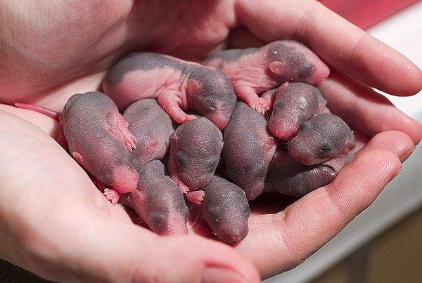 12. Sıçanlar o kadar hızlı çoğalırlar ki 18 ayda iki tanesi milyonlarca toruna sahip olabilir.