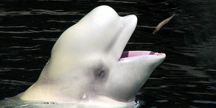 Порадуйтесь и вы: Позитивные новости со всего света