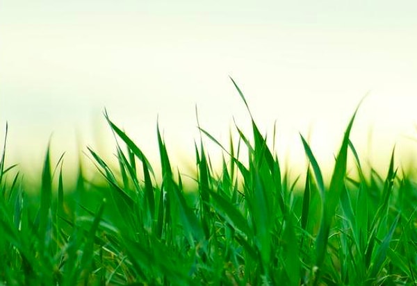 7. Какого цвета трава?