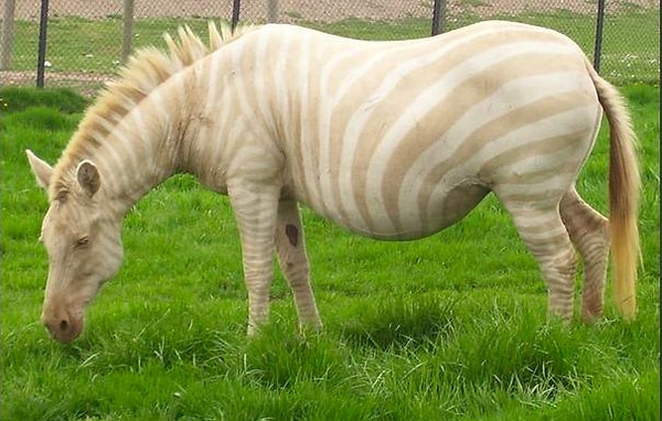 15. От какого латинского слова образовалась слово "альбинос"?