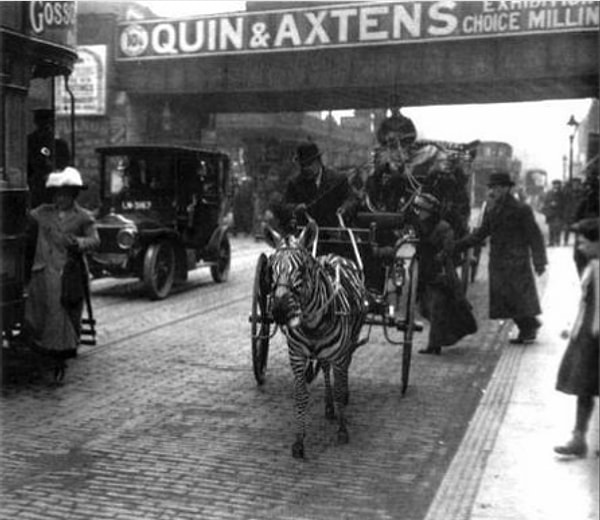 11. Просто зебра в упряжке вместо лошади...