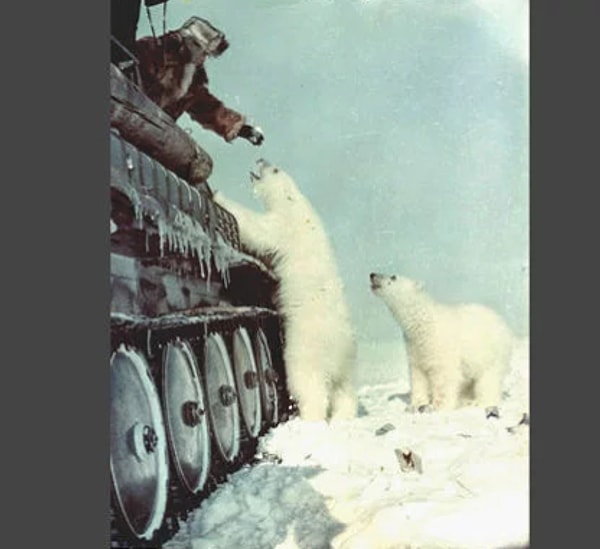 23. Русский солдат кормит белых медведей