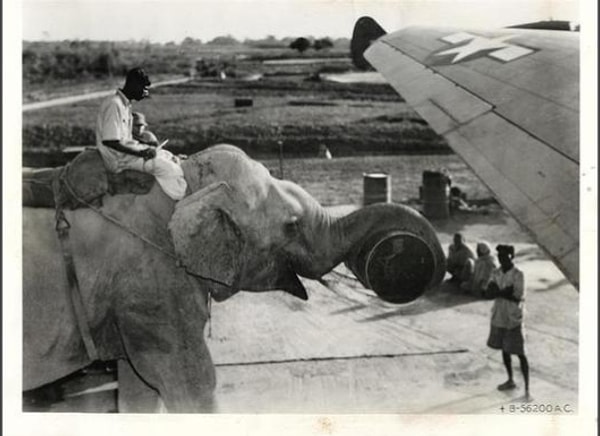 25. Слон, помогающий в строительстве самолета