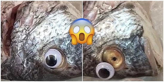 Gözler Kalbin Aynasıdır! Kuveytli Balıkçının "Yok Artık" Dedirten Pazarlama Hilesi