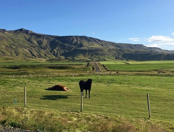 11. Нет, та лошадь не висит в воздухе.