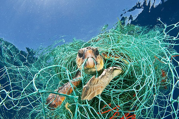 3. Бедные животные застревают в сетях