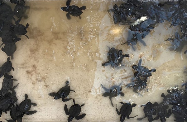 10. Конечно, многое в деле спасения морских черепах еще предстоит сделать, ведь до сих пор 6 из 7 видов этих животных находятся под угрозой исчезновения