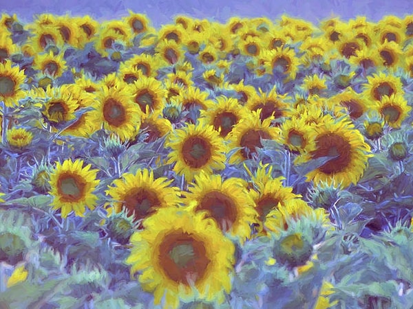 8. Выберите одно слово, которое описывает эти известные подсолнухи: