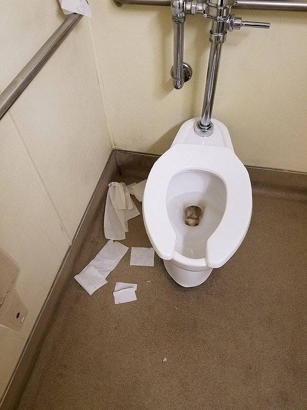 15. Никто не знал, но оказывается, свиньи умеют пользоваться туалетом, а вот бумагу убирать за собой не умеют