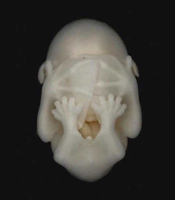 10. Bir yarasa embriyosu.