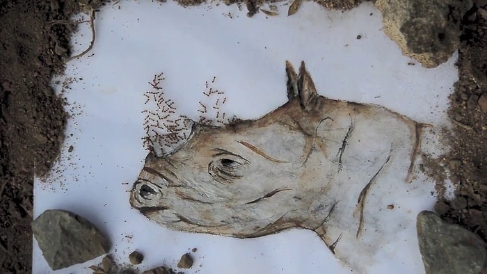 Resimlerinin Bir Kısmını Karıncalara Tamamlatan Sanatçı: Iantha Naicker