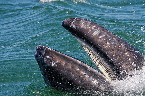 Birkaç milyon yıl boyunca görece küçük boyutlarda kalmaya devam ettiler, örneğin dişsiz balina sadece 6 metreydi.
