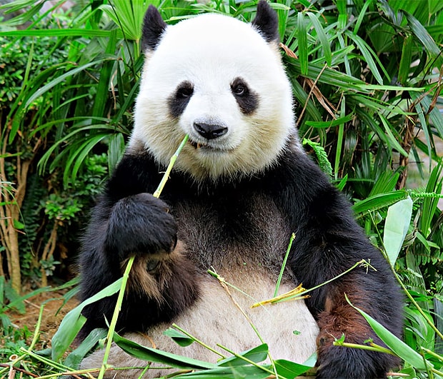 Panda