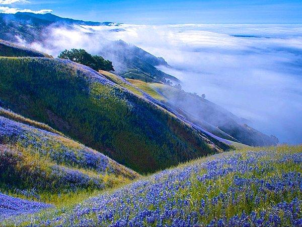 11. Mavi çiçeklerle bezeli dağ çayırları.
