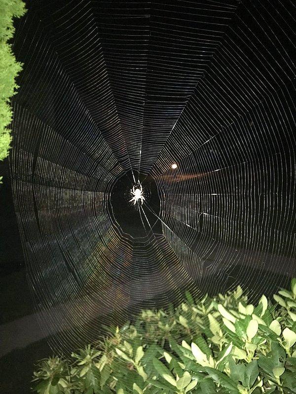 18. Örümceklerin Mimar Sinan'ı.