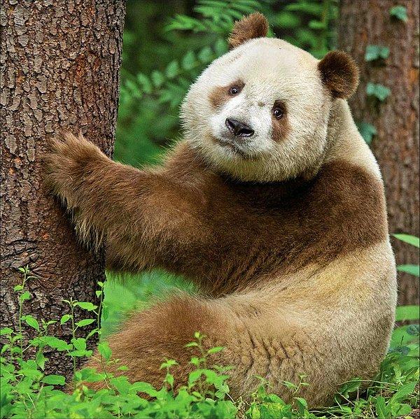 23. Dünyadaki tek kahverengi panda ve onun benzersiz tatlılığı.
