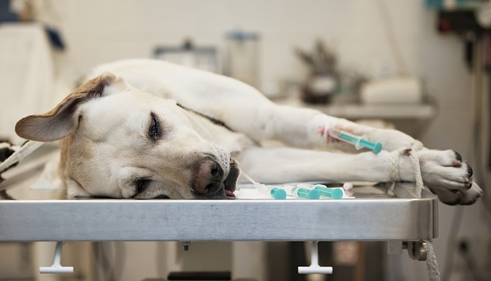 Ветеринар рассказал душераздирающую правду о том, что делают все животные, прежде чем их усыпляют