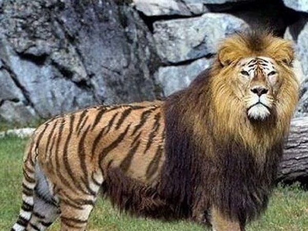 3. Леопарды, львы, тигры и ягуары могут спариваться друг с другом, образуя в результате 12 разных гибридов: лигр, тигон, леопон, ягулеп и так далее.