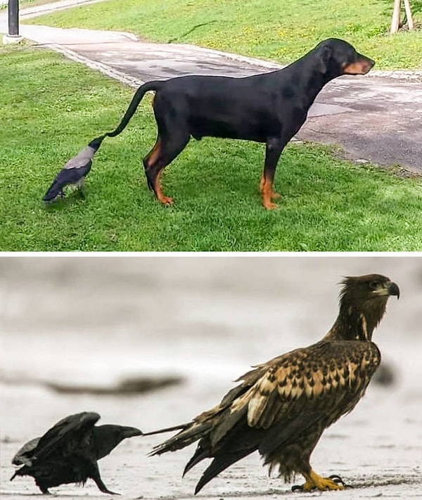 13. Вороны любят дергать животных за хвосты. Некоторые ученые считают, что так они отвлекают внимание и крадут еду, другие — что вороны просто развлекаются.