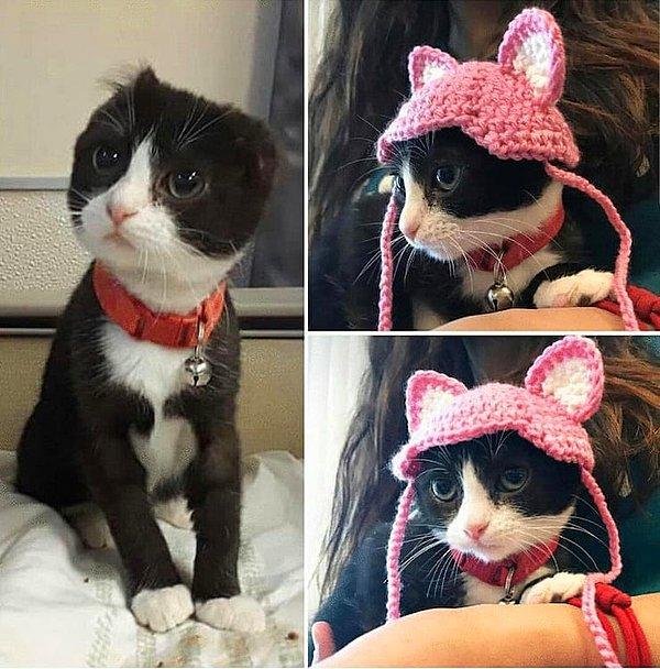 11. "Bu zavallı kedi iki kulağını da kaybetmişti. Kediyi sahiplenen aile ona kulaklı bir şapka ördü."